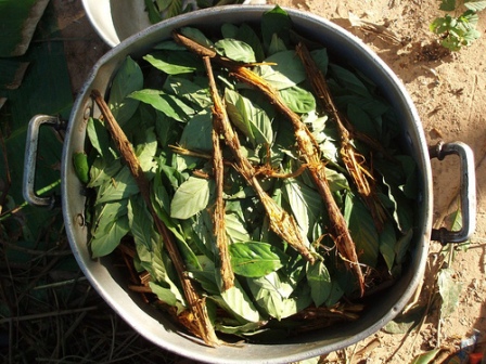 what to know about Ayahuasca